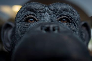 Viena- Un chimpancé mira la cámara en el Santuario "Gut Aiderbichl". EFE/ Christian Bruna